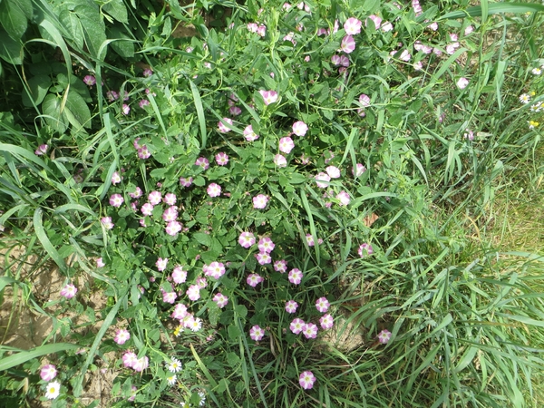 2013-07-17 Velzeke 032