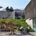103  Uitstap Genk en Mini Europa 13-15 juli 2013 - Dinosaurussen 