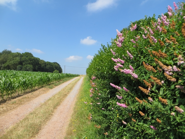 2013-07-19 Binche 034