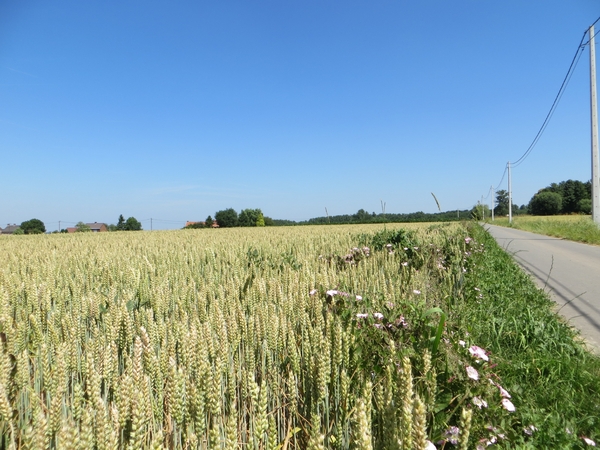 2013-07-21 Tollembeek 020