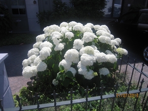 Wandelen Hoevenen 21-7-2013 003