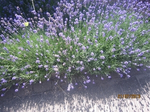 Wandelen Hoevenen 21-7-2013 004