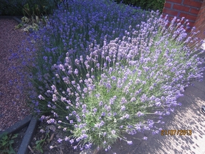 Wandelen Hoevenen 21-7-2013 005