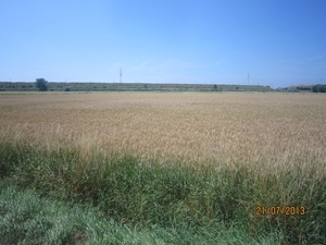 Wandelen Hoevenen 21-7-2013 011