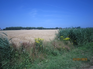 Wandelen Hoevenen 21-7-2013 016