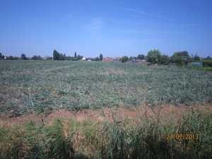 Wandelen Hoevenen 21-7-2013 020
