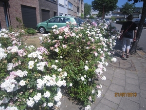 Wandelen Hoevenen 21-7-2013 032