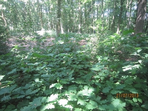 Wandelen Hoevenen 21-7-2013 037