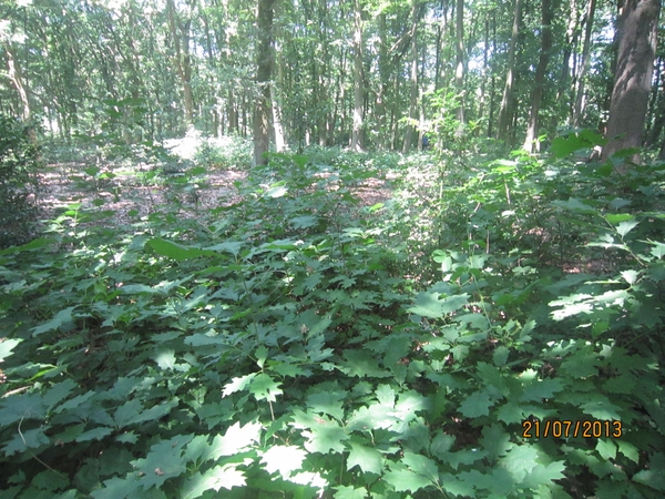 Wandelen Hoevenen 21-7-2013 037