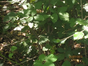 Wandelen Hoevenen 21-7-2013 040