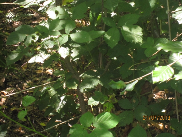 Wandelen Hoevenen 21-7-2013 040