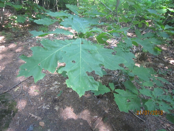 Wandelen Hoevenen 21-7-2013 044