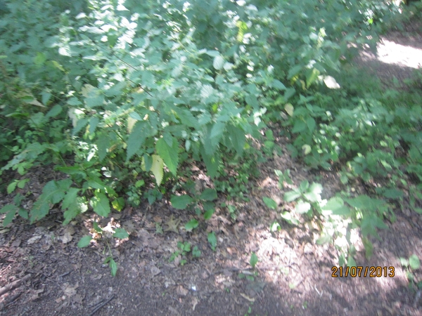 Wandelen Hoevenen 21-7-2013 045