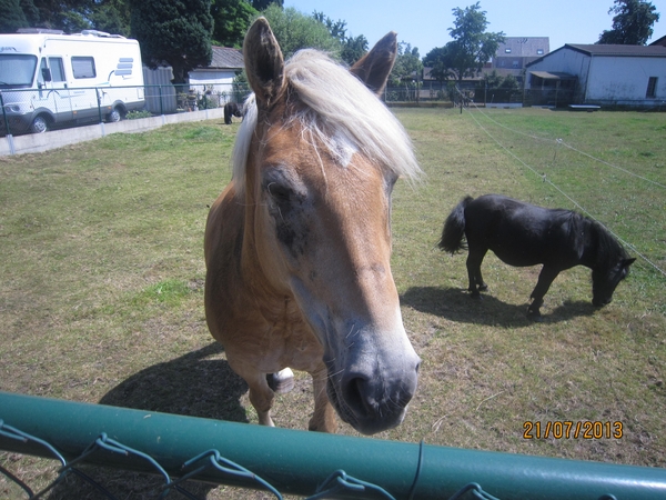 Wandelen Hoevenen 21-7-2013 056