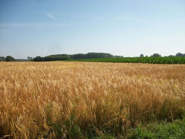 17-Rijpe korenvelden