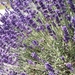 73-Lavendel in volle bloei...