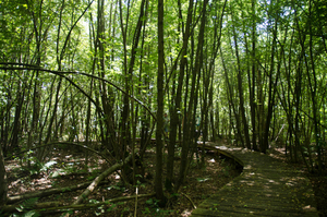 een brugje van 2km in de bossen