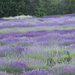 lavendel