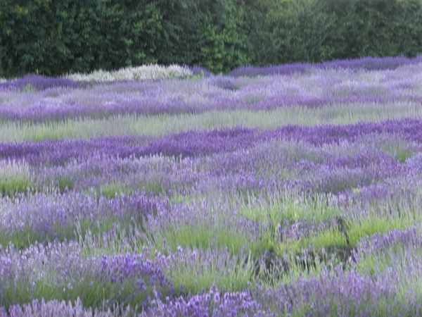 lavendel