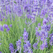 lavendel blauw