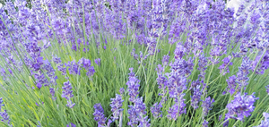 lavendel blauw