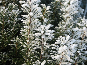 WINTER 2007 (3)