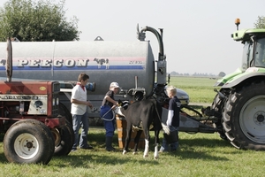 wel eng zo'n groot bad voor een kalf   foto 4276