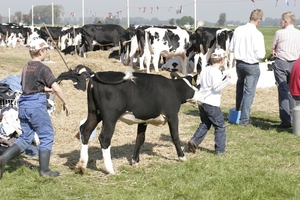 Zo kalf 1836 komt weer terug bij de kudd  foto 4306