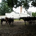 062-Lindenhof-rustoord voor paarden in Neerijse