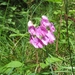 2013-07 27 Vierves 010