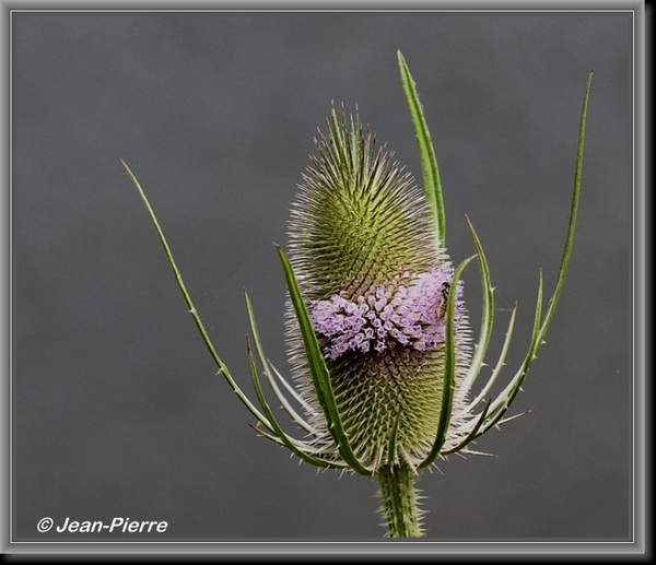 Grote kaardebol - Dipsacus fullonum IMG-7940 1