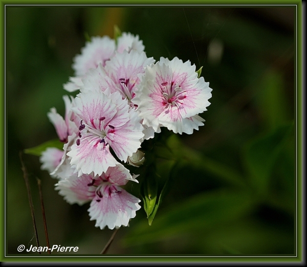 Duizendschoon - Dianthus barbatus IMG-8028