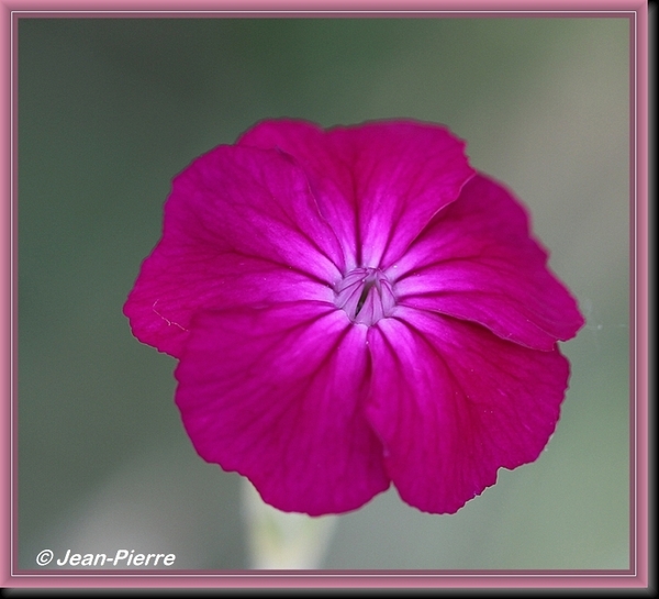 Prikneus - Lychnis coronaria  IMG-8272