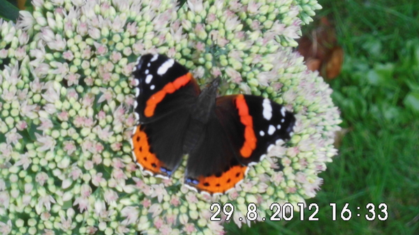 Vlinder in de tuin.