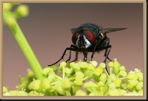 Groene vleesvlieg - Phaenicia sericata IMG-9048