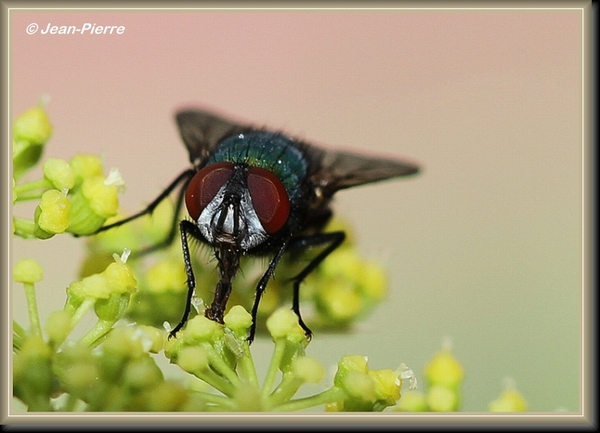 Groene vleesvlieg - Phaenicia sericata IMG-9108