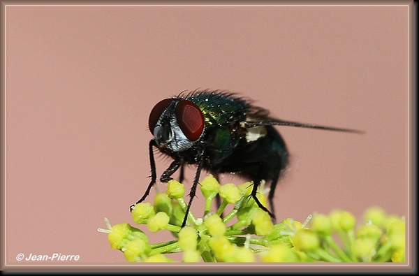 Groene vleesvlieg - Phaenicia sericata IMG-9119