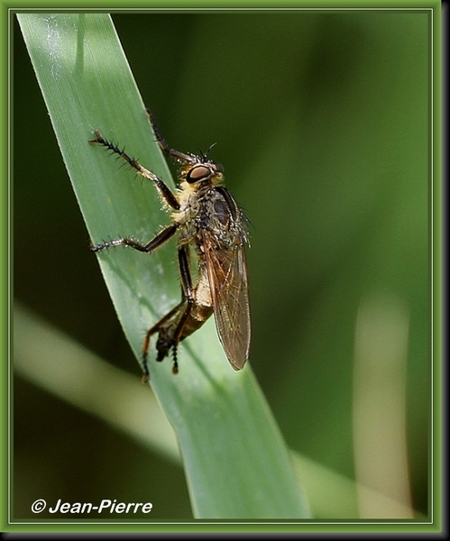 Roodbaardroofvlieg - Eutolmus rufibarbis  IMG-8112