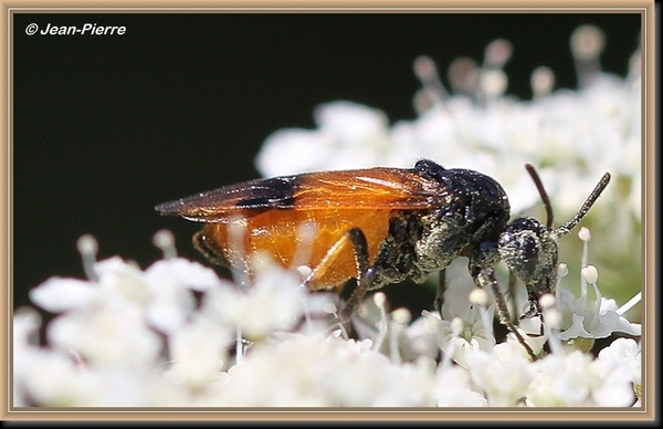 Arge cyanocrocea IMG-8312