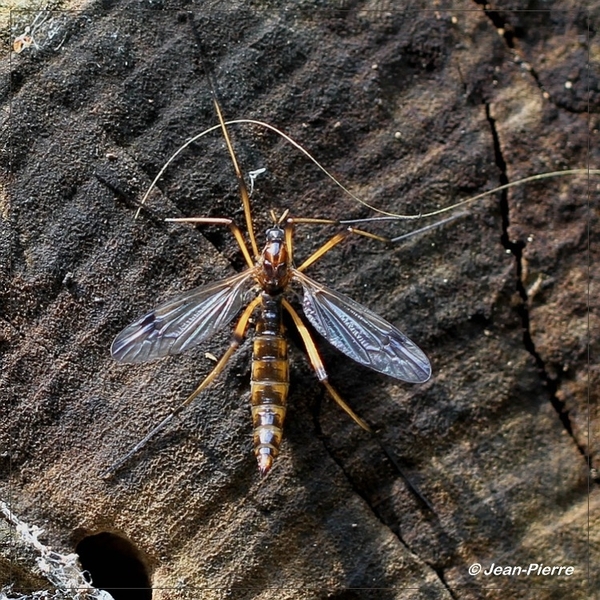 Langpootmug spec. - Tipula spec. IMG-5054