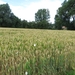 2013-07-28 Everbeek 012