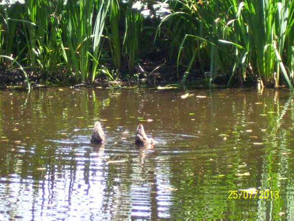 Fietsen naar en wandelen in Roosendael -  25 juli 2013