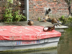 20130731.(H2).Mechelen 057 (Medium)