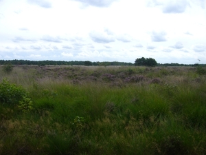 Holtingerveld.