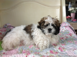 Nono de eerste keer in zijn mandje