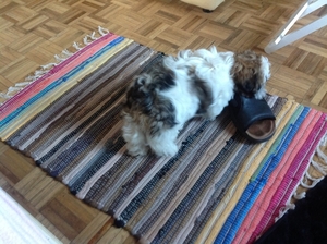 Nono de kapoen steelt een schoen