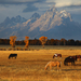 4903_Horses_Tetons_Nate_Zeman