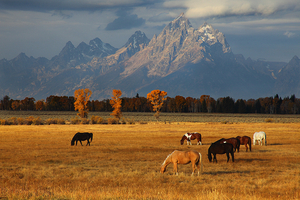 4903_Horses_Tetons_Nate_Zeman