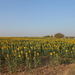 girasoles