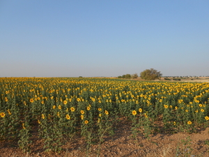 girasoles